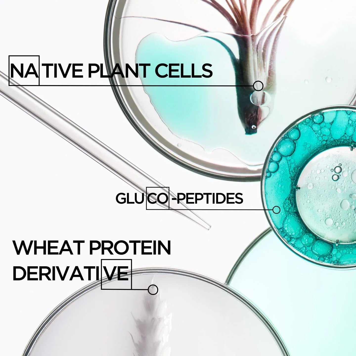 Lab setup with Native Plant Cells, Gluco-Peptides, and Wheat Protein Derivative labeled.
